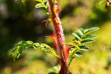 Red thorns of silky rose