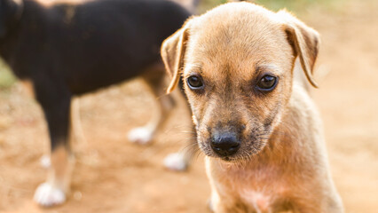 light-colored stray puppy sits on the road