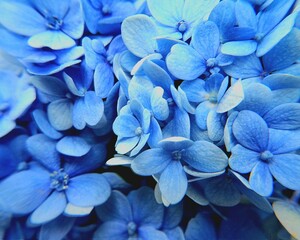 Vibrant close-up shot of Hydrangea macrophylla flowers in shades of blue