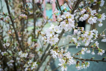 Close-up shot of the vibrant Sakura in the garden  with a blurry background in Singapore