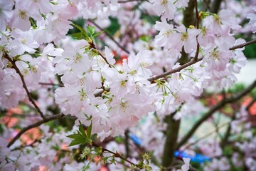 Fototapeta premium Close-up shot of the vibrant Sakura in the garden with a blurry background in Singapore