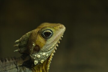 Portrait of a green lizard against a blurry background.