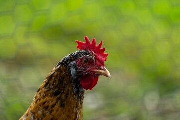 Selective focus shot of a brown red rooster head on a fence background
