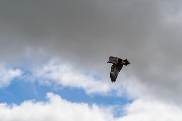Majestic white-tailed eagle soaring through a picturesque sky filled with fluffy white clouds