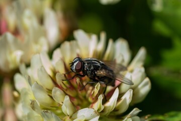 Fly perched on a white flower, with multiple petals in full bloom