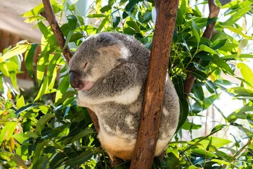 Adorable koala bear perched atop a lush green branch surrounded by foliage sleeping