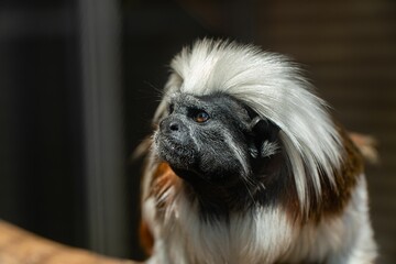 Close-up of an adorable pinchi monkey (Oedipus tamarin) perched atop a tree branch