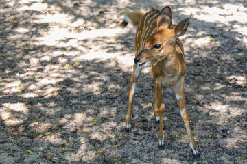 The female deer in garden at thailand