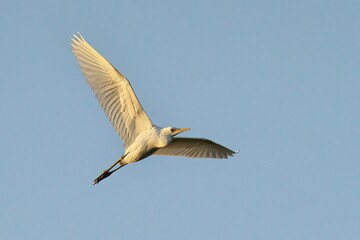 White Cattle Egret in mid-flight, with its wings outstretched
