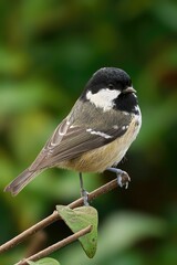 Fototapeta premium Close up vertical shot of a Coal Tit perched on a branch in its natural habitat