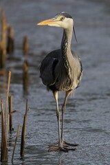 Image of a majestic Grey Heron standing tall in its natural habitat