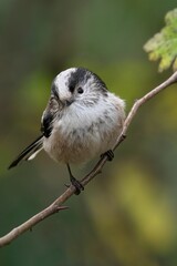 A vertical shot of a Long Tailed Tit on a branch