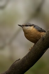 a closeup shot of a Nuthatch on a branch
