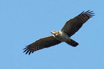Beautiful Oriental Honey-Buzzard soaring gracefully through the air with its wings outstretched