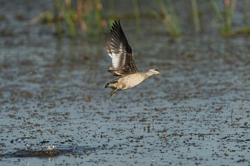 Female Pygmy Goose flying over lake