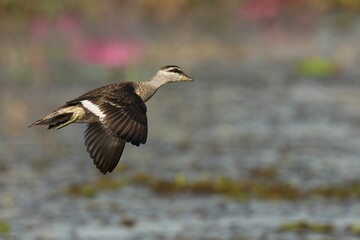 Female Pygmy Goose flying over lake