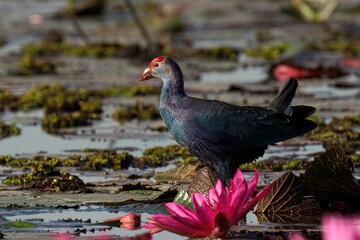 Grey-headed Swamphen standing in lake