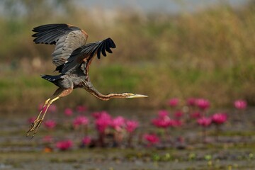 Heron flying over lake