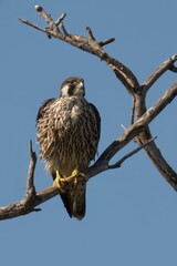 Peregrine Falcon perching on tree branch
