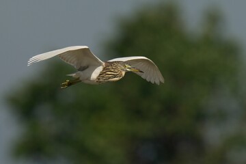 Chinese Pond Heron flying on blurred background