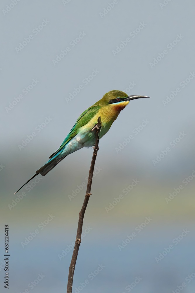 Poster blue-tailed bee-eater perched on a twig. merops philippinus.