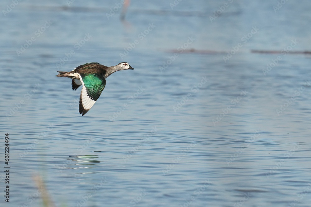 Canvas Prints cotton pygmy goose is soaring above a tranquil lake. nettapus coromandelianus.