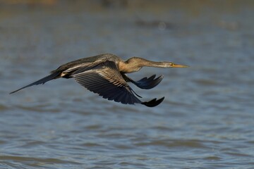 Heron flying over lake