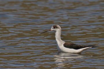 Immature black-winged stilt walking in the water. Himantopus himantopus.