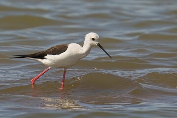 Black-winged stilt walking in the water. Himantopus himantopus.