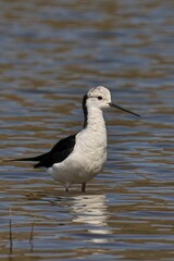 Black-winged stilt standing in the water. Himantopus himantopus.