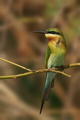 Closeup shot of a blue-tailed bee-eater perched on a twig. Merops philippinus.