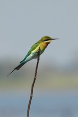 Blue-tailed bee-eater perched on a twig. Merops philippinus.