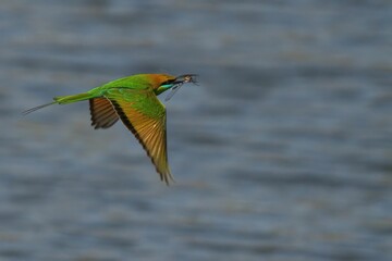 Asian green bee-eater during flight with a caught insect. Merops orientalis.