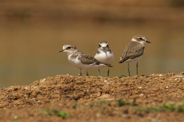 Group of Kentish plovers standing on the muddy ground against a blurry backdrop.