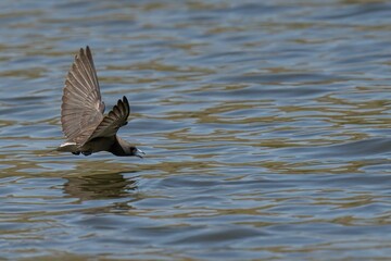 Ashy woodswallow flying above the water's surface. Artamus fuscus.