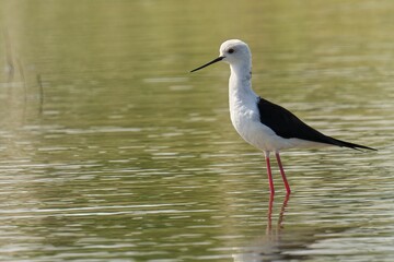 Black-winged stilt standing in the water. Himantopus himantopus.