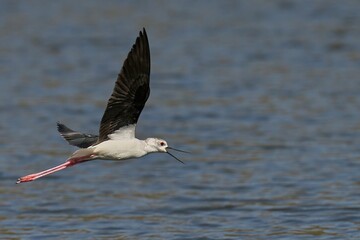 Black-winged stilt is seen in flight above a tranquil body of water.