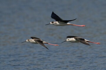 Group of black-winged stilts flying against the background of blue water.