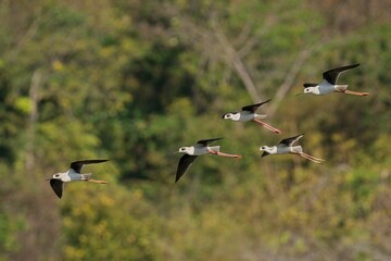 Group of black-winged stilts during flight.