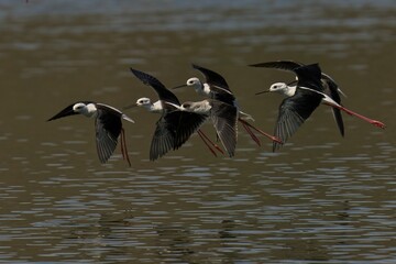 Flock of black-winged stilts flying above a tranquil lake.