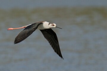 Young black-winged stilt during flight. Himantopus himantopus.