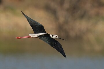 Closeup shot of a black-winged stilt during flight. Himantopus himantopus.