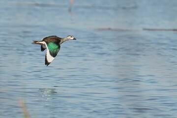 Cotton pygmy goose is soaring above a tranquil lake. Nettapus coromandelianus.