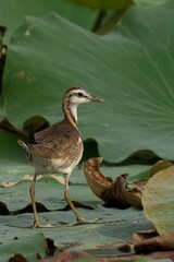 Pheasant-Tailed Jacana standing on the large green leaf on the water