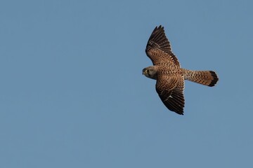 Brown Kestrel in flight against a clear blue sky