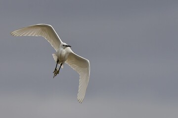 Elegant white egret soaring through a sky with a blurred background