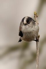 Small Long Tailed Tit perched atop a thin stick, gazing out into the horizon