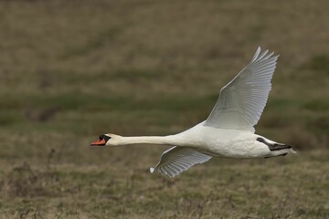 Majestic white mute swan gliding gracefully through the air in a lush, green field