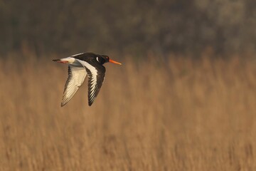Majestic Oystercatcher hovering above a vast expanse of barren, golden grassland