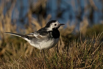 Pied Wagtail perched atop a lush green meadow